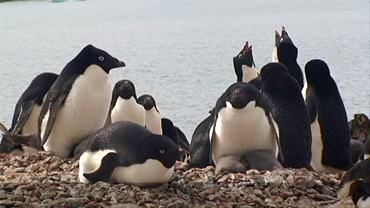 Adèlie Penguins