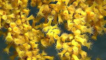 Deep Ocean Corals