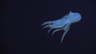 Dance of the Dumbo Octopus