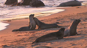 Northern Elephant Seals