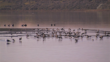 pacific flyway