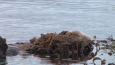 Sea Otters, Kelp, and Humans