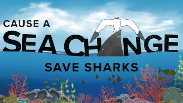 Cause a Sea Change: Save Sharks