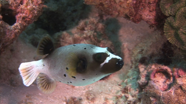 Weird Animals: Black Spotted Puffer Fish